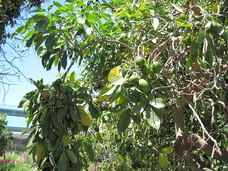woolly-leaf white sapote